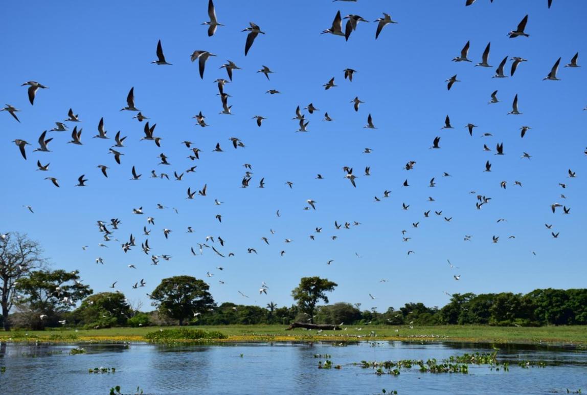 Pantanal - Pousada Sia Mariana Barao de Melgaco Exterior foto