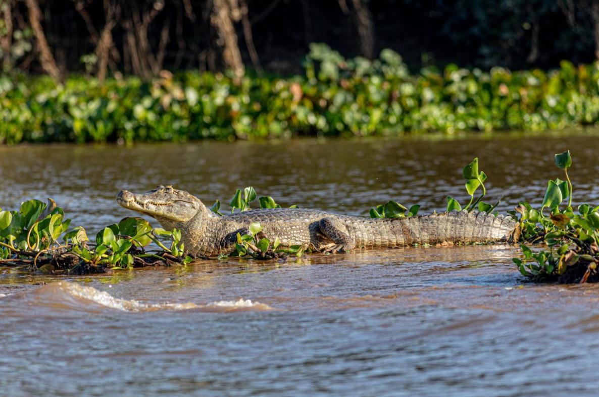 Pantanal - Pousada Sia Mariana Barao de Melgaco Exterior foto